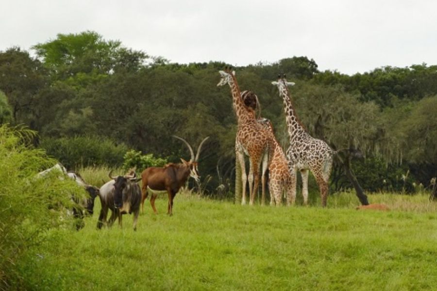 animals on kilimanjaro safari