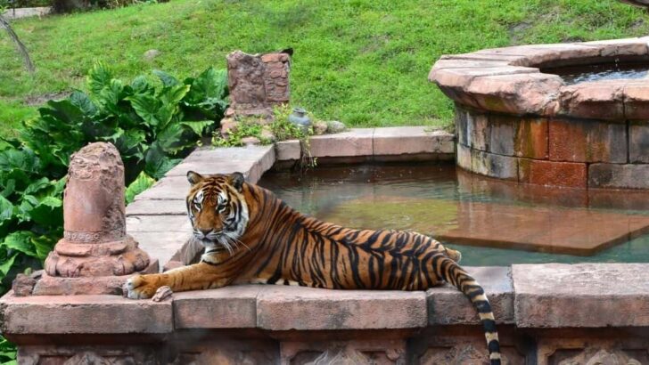 Tiger in Animal Kingdom