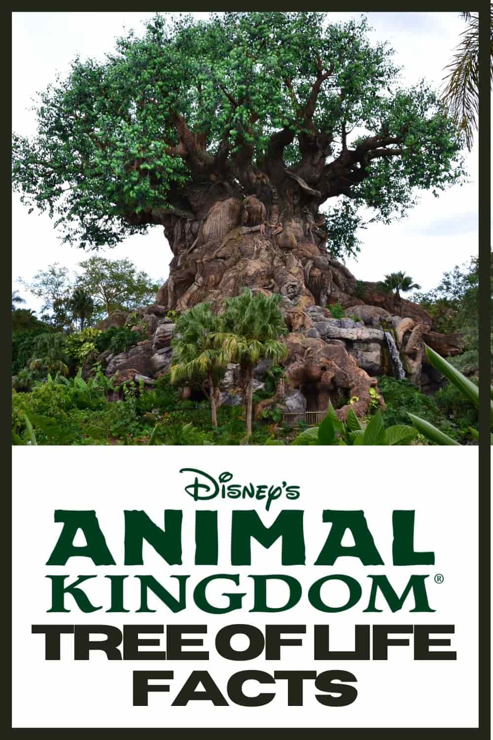 Animal Kingdom Tree of Life Facts